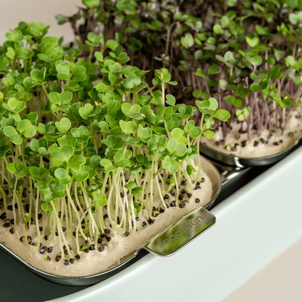 Hot selling microgreens growing system home use Sprouting hydroponic grow tent complete Starter Kit easy at home