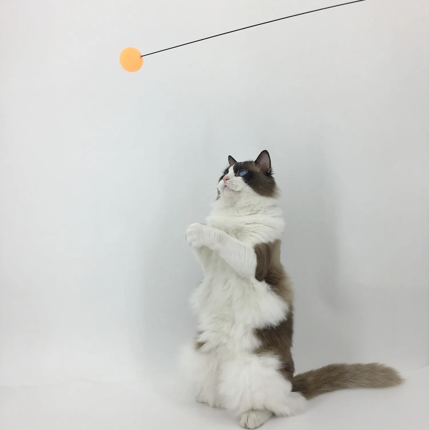 Steel wire long rod ping pong ball small doll suction cup fixed self hi elastic cat teaser stick pet supplies