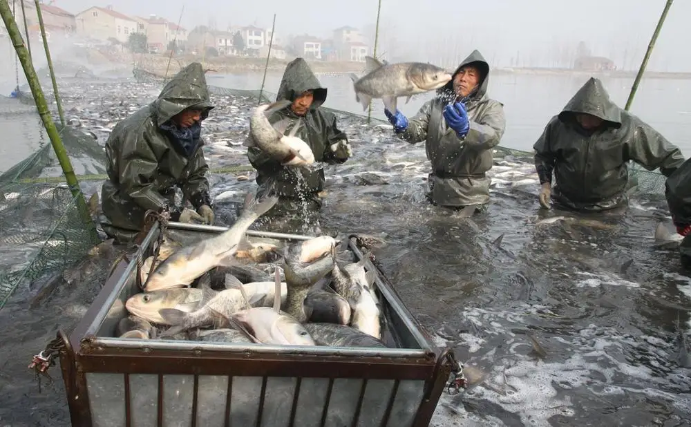 
Multi-functional probiotic bacteria - Bacillus subtilis made in China PSB 