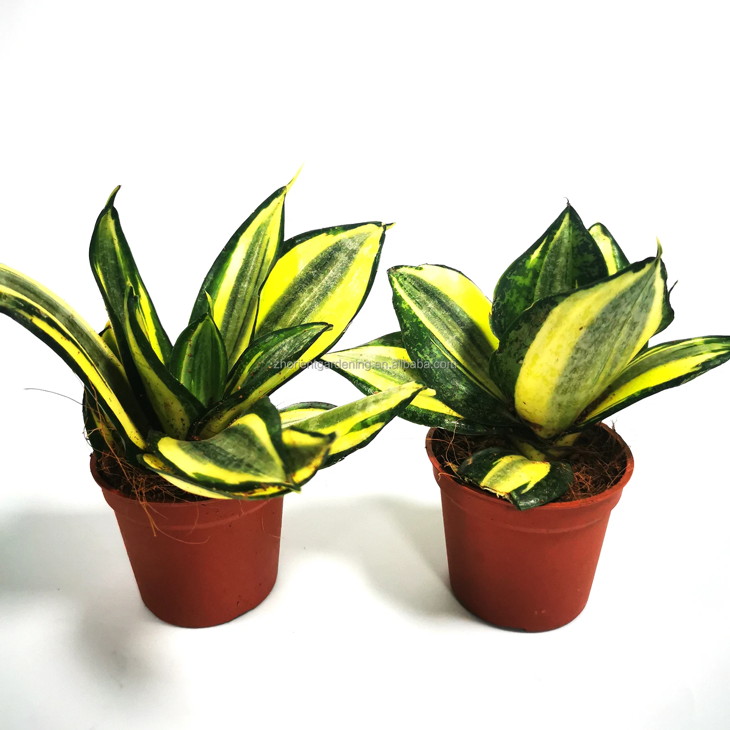 Sansevieria Trifasciata Golden Hahnii, оптовая цена, змеиные растения