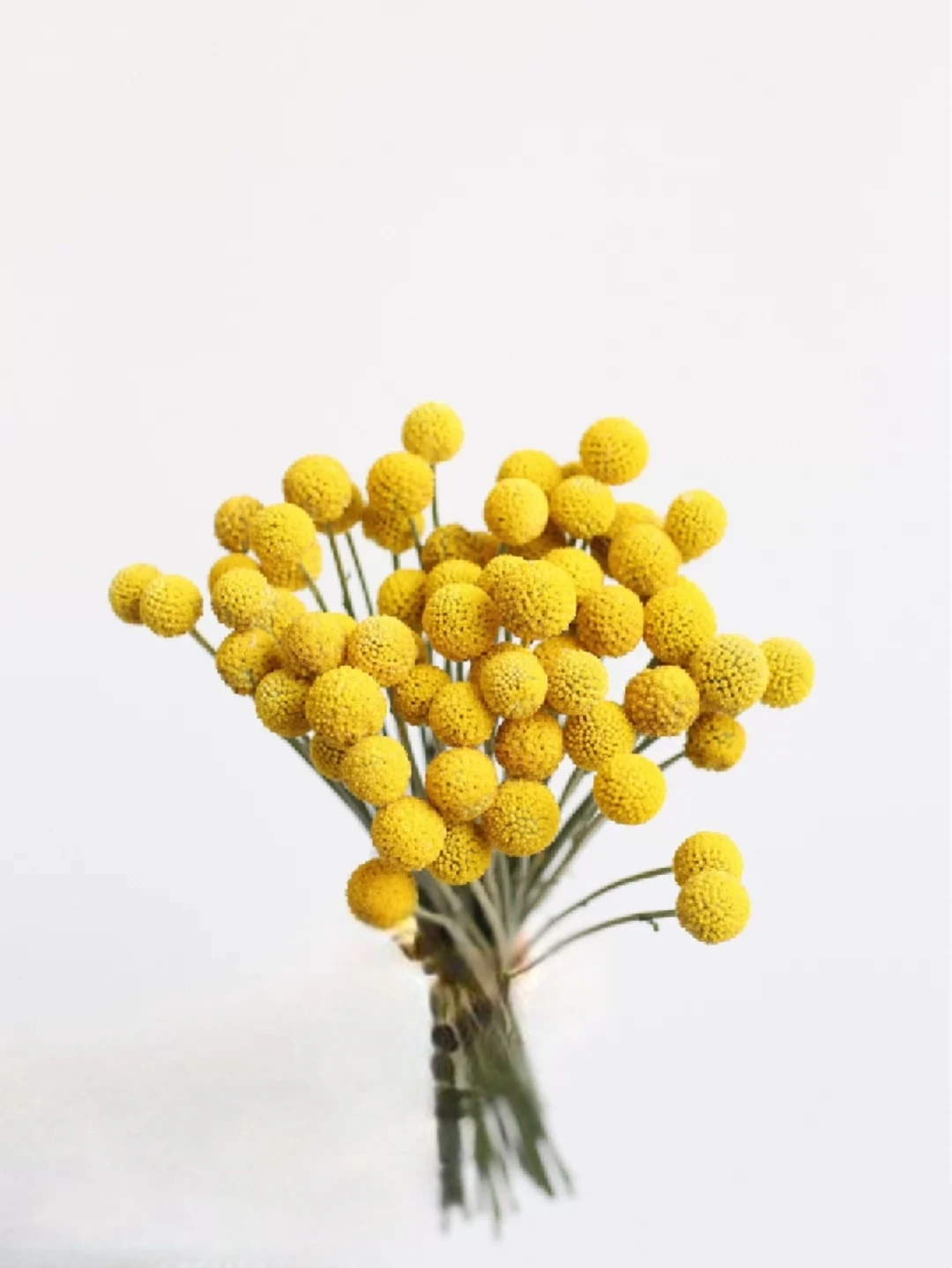 mini pampas dried flower whisk dry flower bouquet thailand