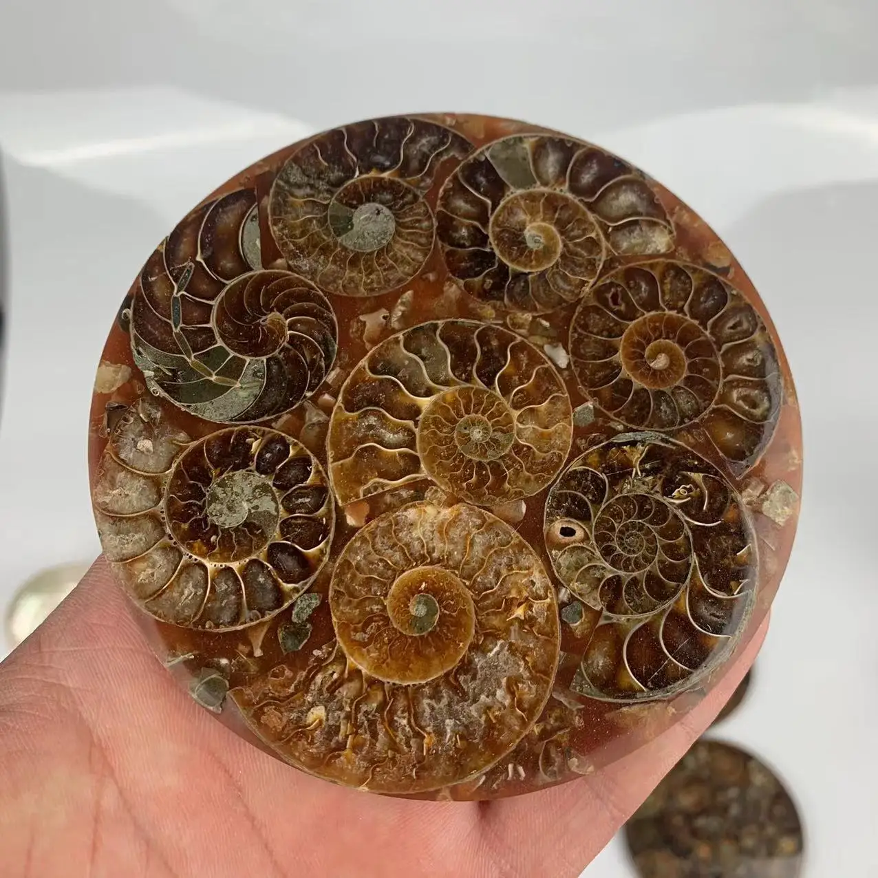 Wholesale Natural Crystals Ammonite Teacup Mat Polished Fossil Plate For Decoration