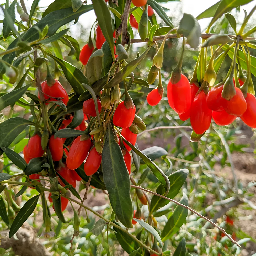Подарочная коробка Red Power QIZITO Healthworks Raw оригинальная упаковка антиоксидант Годжи