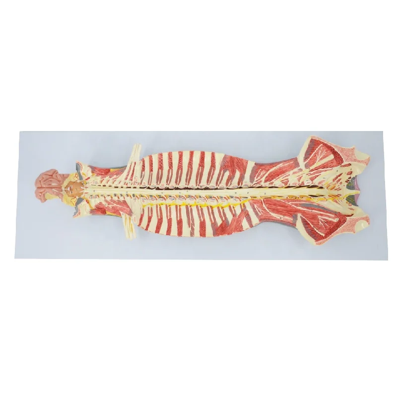 Spinal Cord in the Spinal Canal Model Brain Nerves Cerebral Nerves Anatomical Model Educational Equipment Medical Sciences