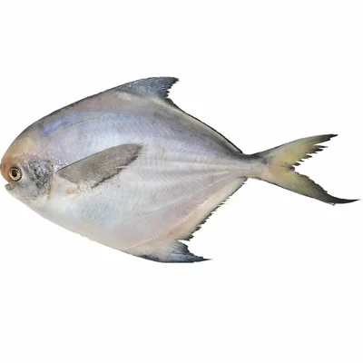 New Season Frozen Pomfret Size 100-150g Frozen Silver Pomfret White Pomfret Fish