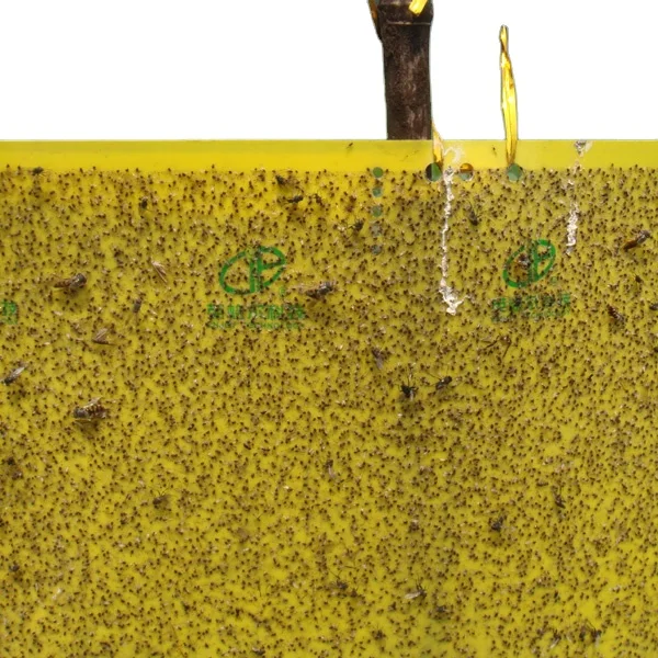 Phyllotreta striolata lure to control vegetable beetle