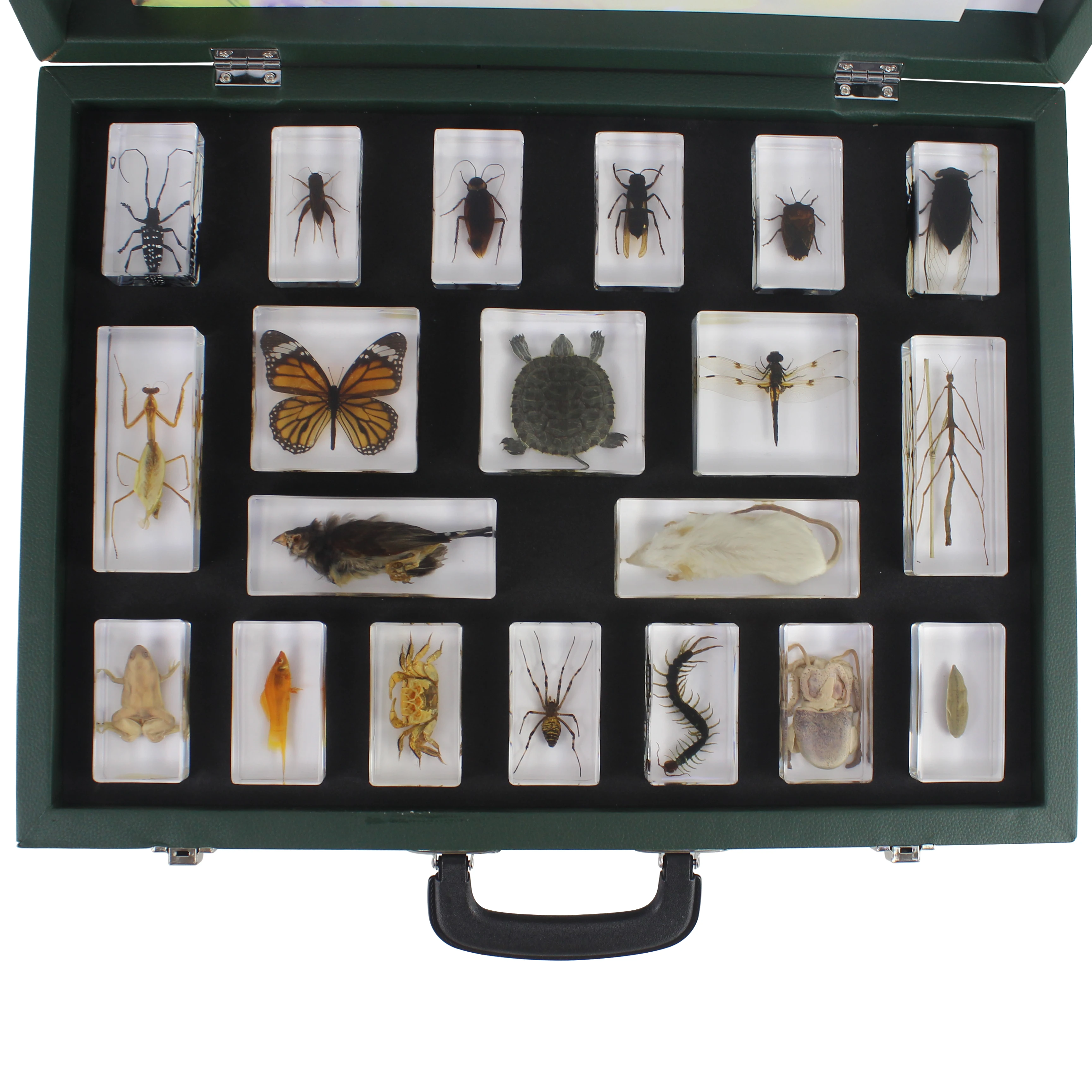 Different Animal Specimen Display Acrylic Educational Toy Block Animal Kingdom (II) Kits for Children