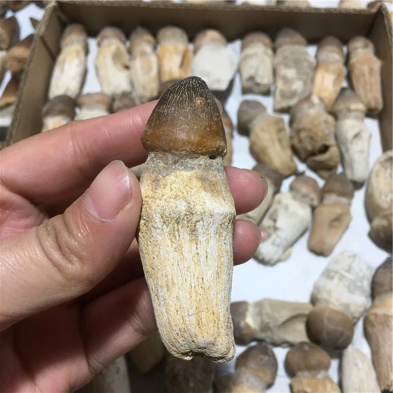 Натуральный минеральный образец ископаемые камни динозавров Globidens tooth ископаемый камень для продажи