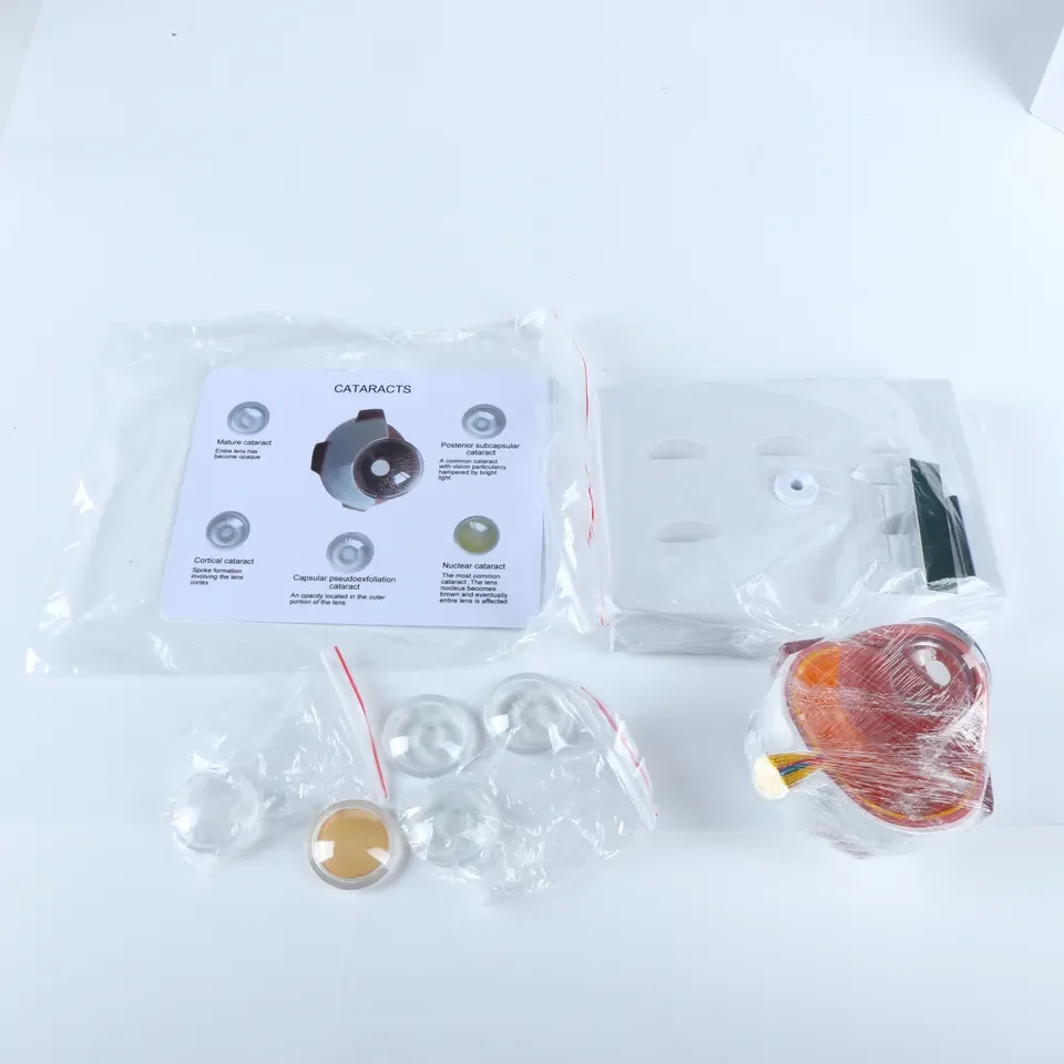 Eye Pathological Anatomical Model For Medical Education Eye Disease Model Of Cataract