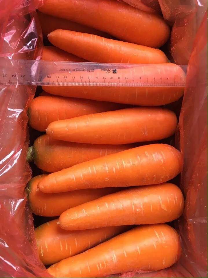 Свежий урожай моркови Вьетнам Быстрая доставка