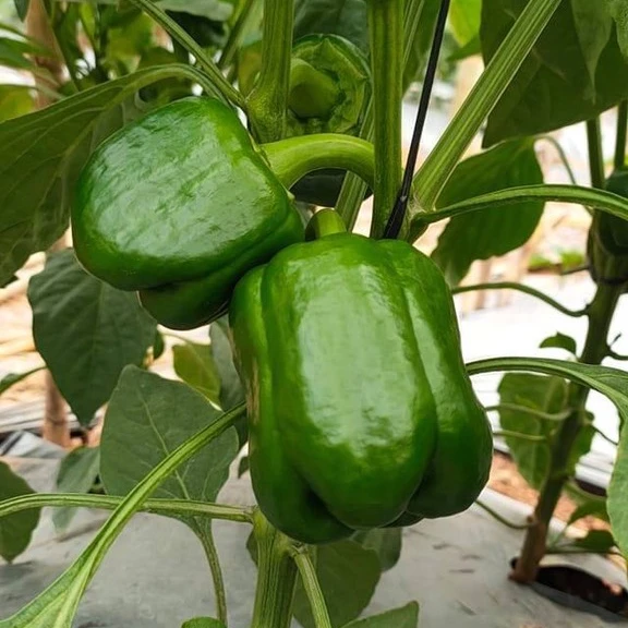 Green Farmer Supply Fresh Vegetables Fresh Capsicum Red Bell Pepper Green Bell Pepper Yellow Bell Pepper Nutritionalfoods