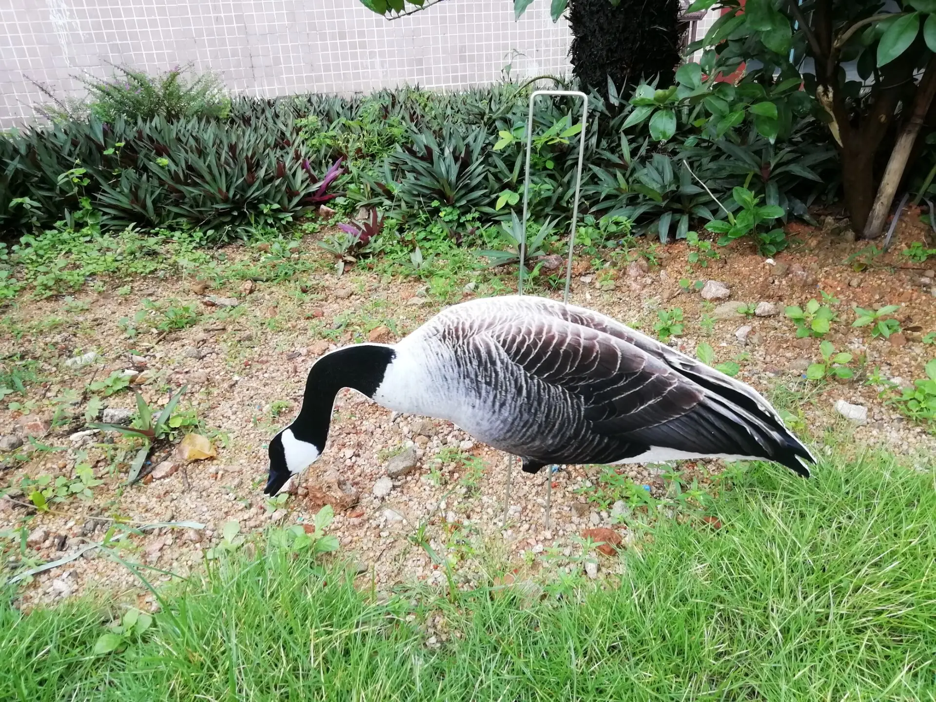 Canada goose silhouette decoy customized plastic corrugated decoy manufacturer