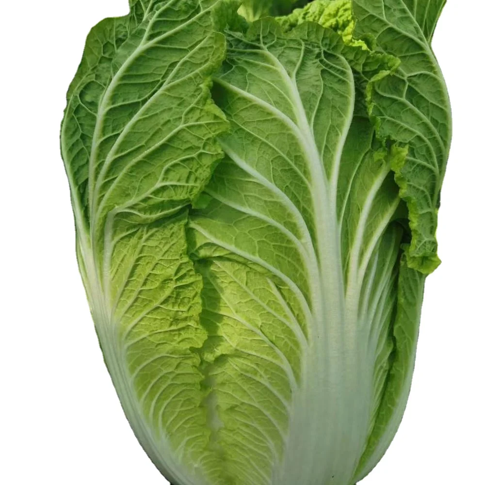 
chinese long cabbage 