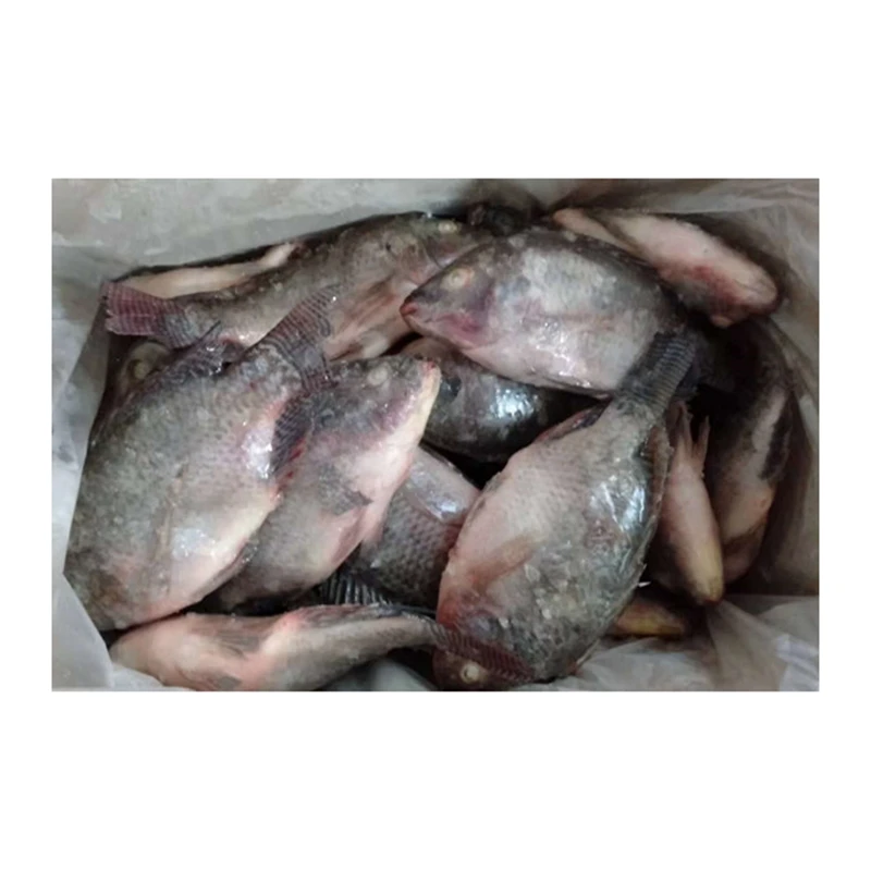 
Wholesale Whole Round Sea Farming Live Florida Tilapia Fish Frozen Tilapia 