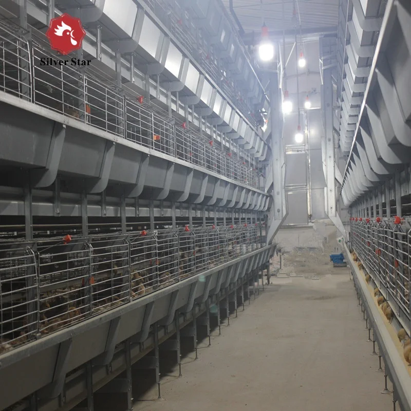 A type broiler raising chicken cage with poultry house design