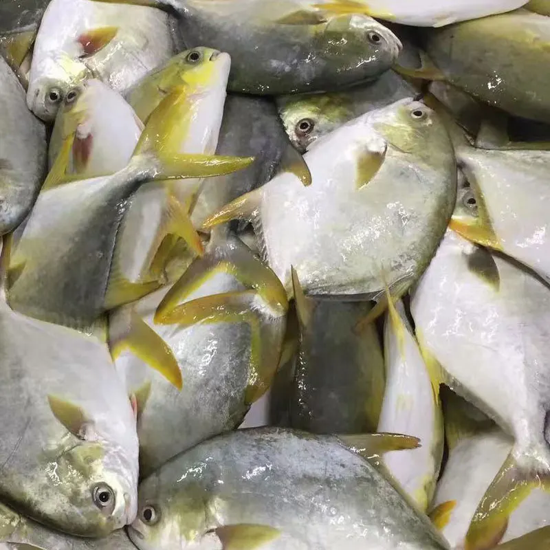 
Seafood Top Quality Frozen Golden Pomfret Golden Pompano 