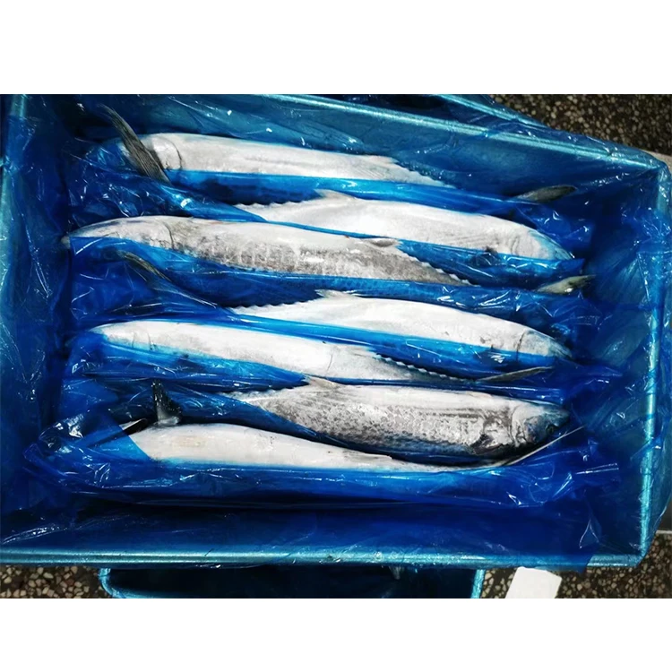 Горячая Распродажа, хорошая цена, морепродукты, все товары для скумбрии в Китае, дешевая замороженная рыба, испанская скумбрия, оптовая продажа