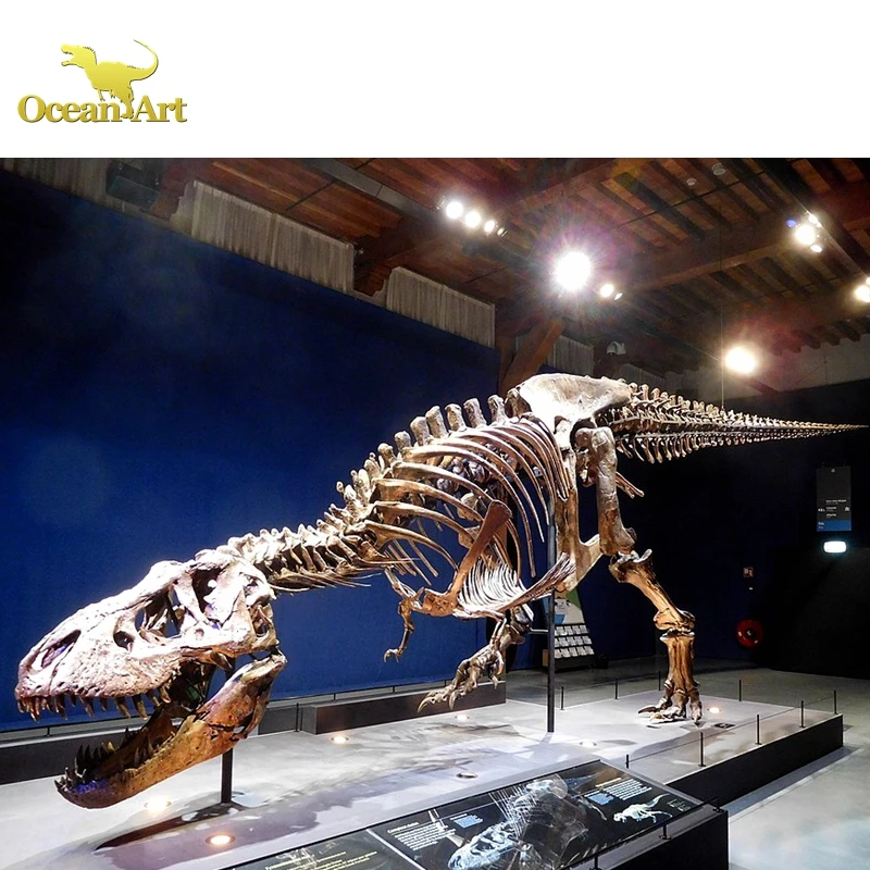 Dinosaur Park life size dinosaur skeleton for sale dinosaurs museum skeleton replica