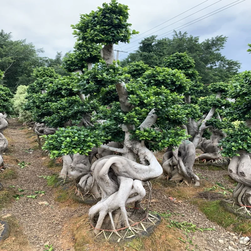 
Wholesale live natural big or large ficus microcarpa tree bonsai plant outdoor indoor landscape oramental decoration nursery 