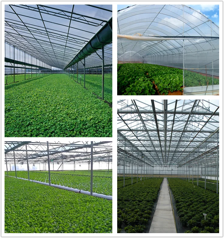 5000 Chicken House Poultry Farms Poultry Equipment In Ghana