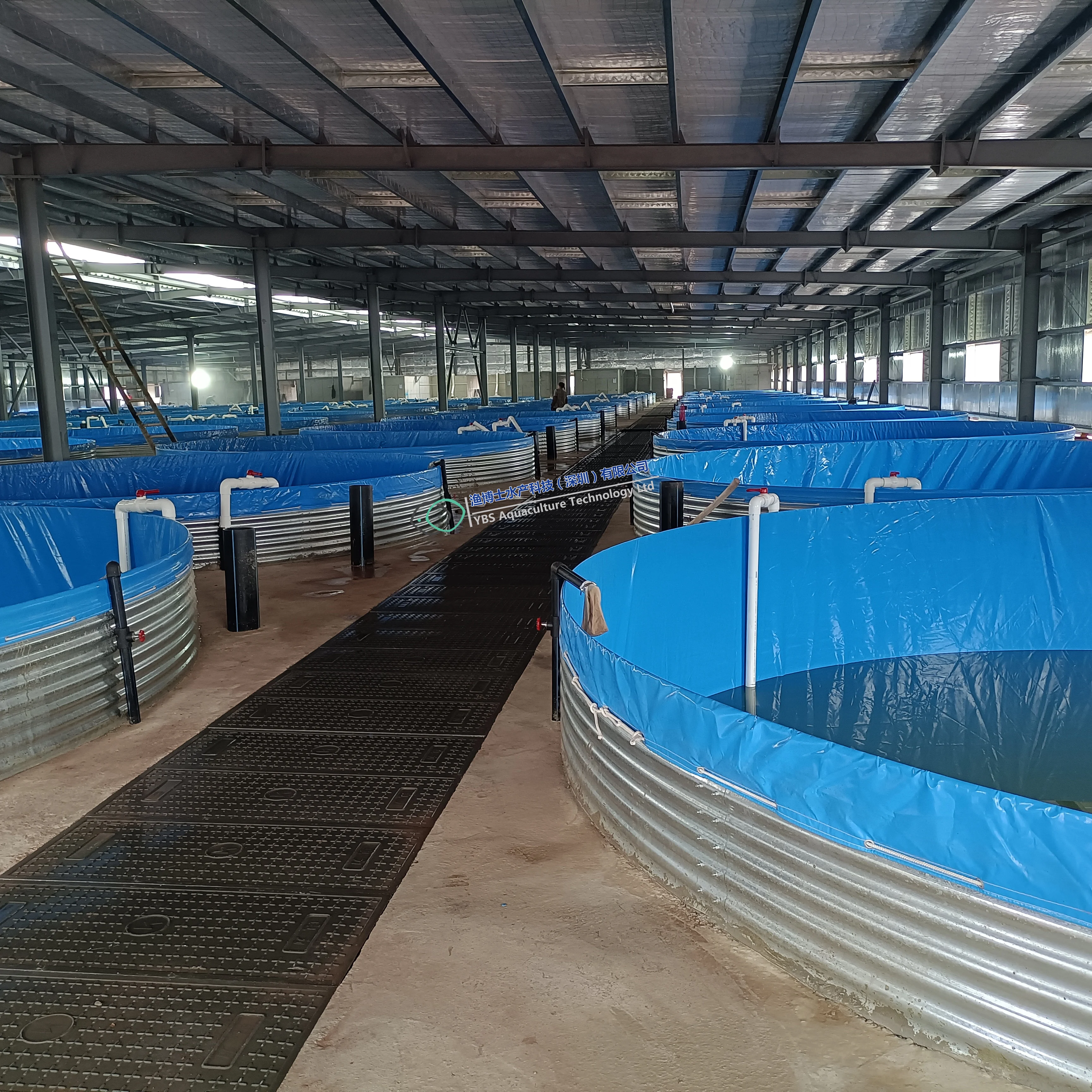 Factory direct sale Tilapia  indoor fish farming recirculating aquaculture system ras
