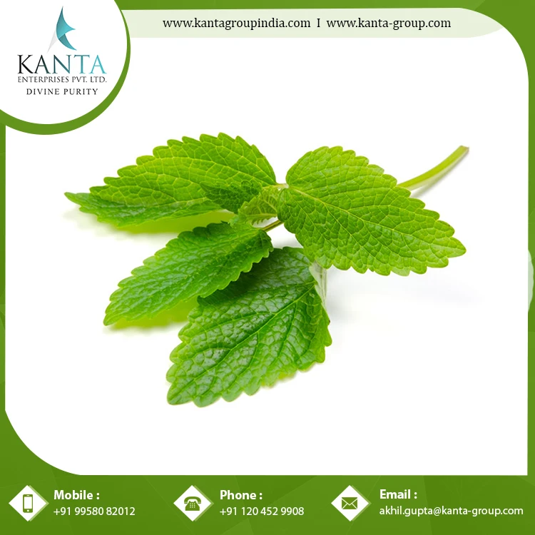 Factory Sale Natural and Organic Melissa Oil for Health Care Benefits Improve Immune System at low Price