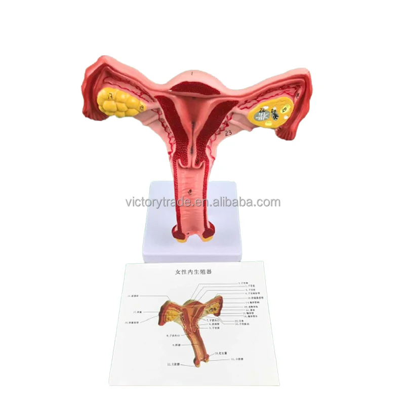 V-GF211213-1 Human life-size female bilateral ovarian and uterus anatomical model teaching model