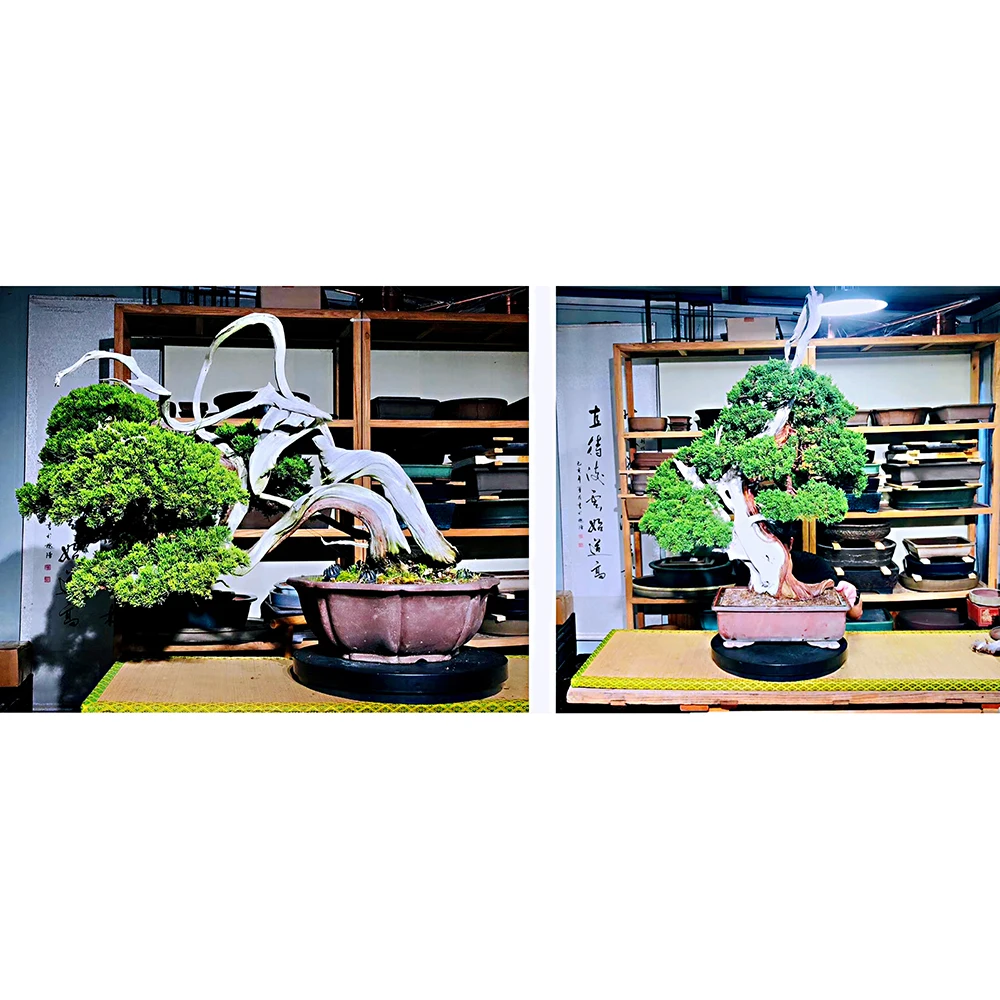 
Real Pine Natural Bonsai Tree Easy To Grow For Home And Garden 