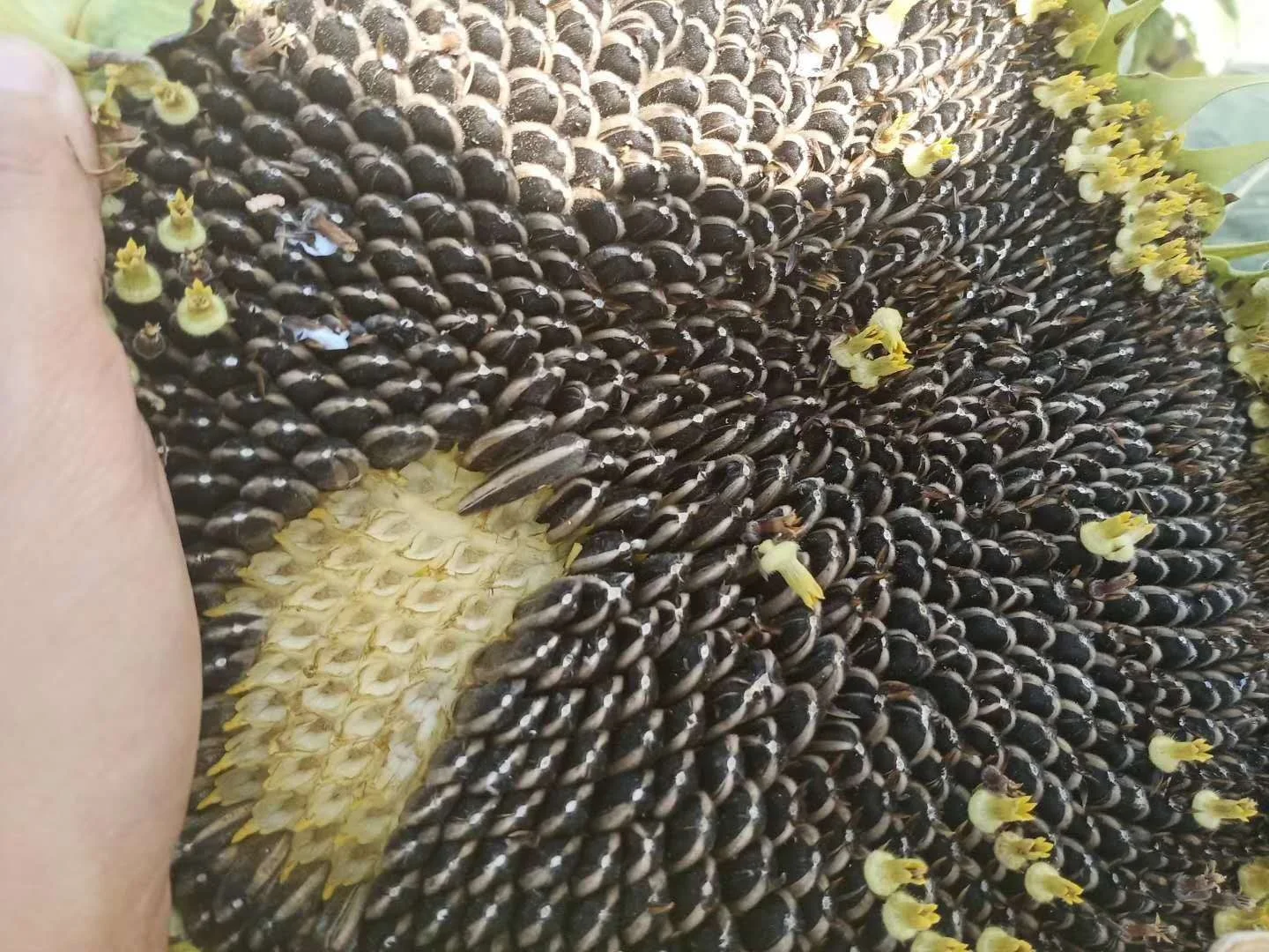 
big bag of large black sunflower seed with shell 