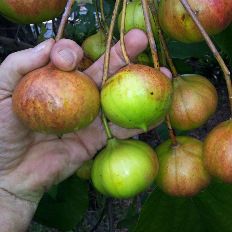 
100% Tung Oil China wood oil/CAS No.8001-20-5 without addititves! 