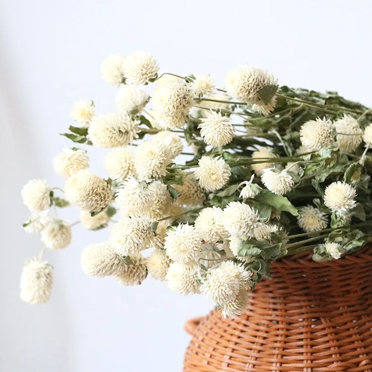 Boho decor 40-50 heads dried natural pink white dried purple Gomphrena globosa flower