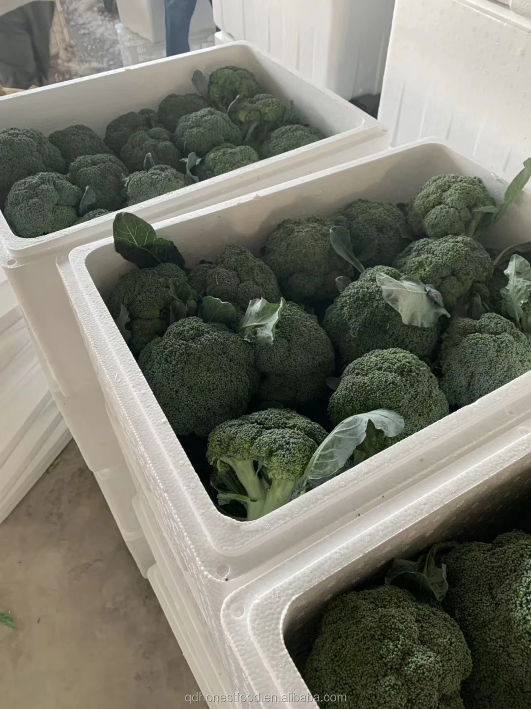 2021 высокое качество свежий брокколи заводская цена