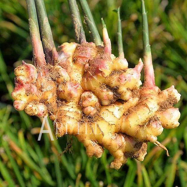 China Fresh king of Ginger 150g/250g up 5kg/10kg/30LBS PVC Box sinofarm Ginger wholesale price per ton for importers of ginger