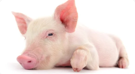 paste-pic-dp_uuid_fc6ws