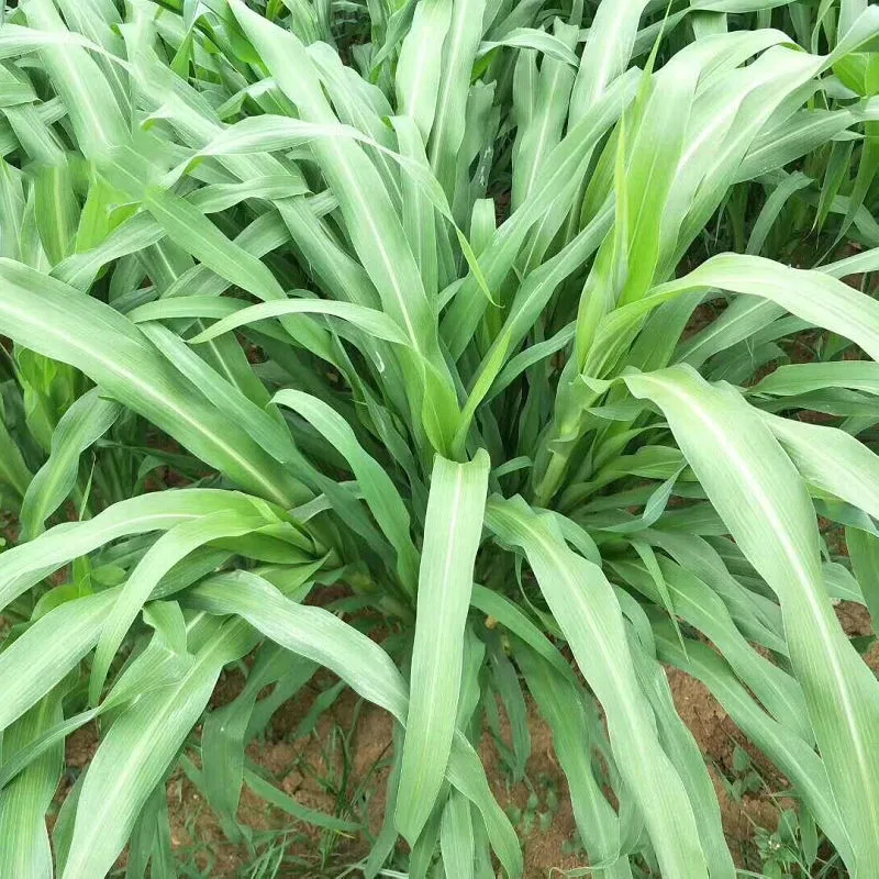 
High Protein Fodder Seeds Grass Hybrid Pennisetum Alopecuroides Seeds For Pasture 