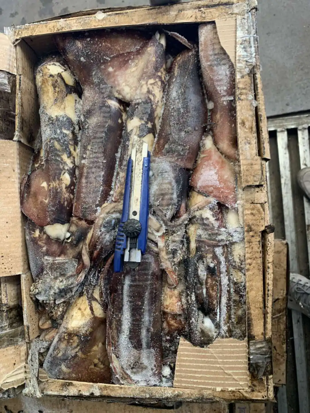 FROZEN STHENOTEUTHIS OUALANIENSIS FROZEN INDIAN OCEAN SQUID WR