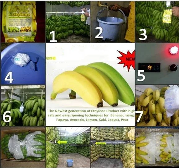 hot selling safe ethylene ripener mango ripener fruit ethylene ripening