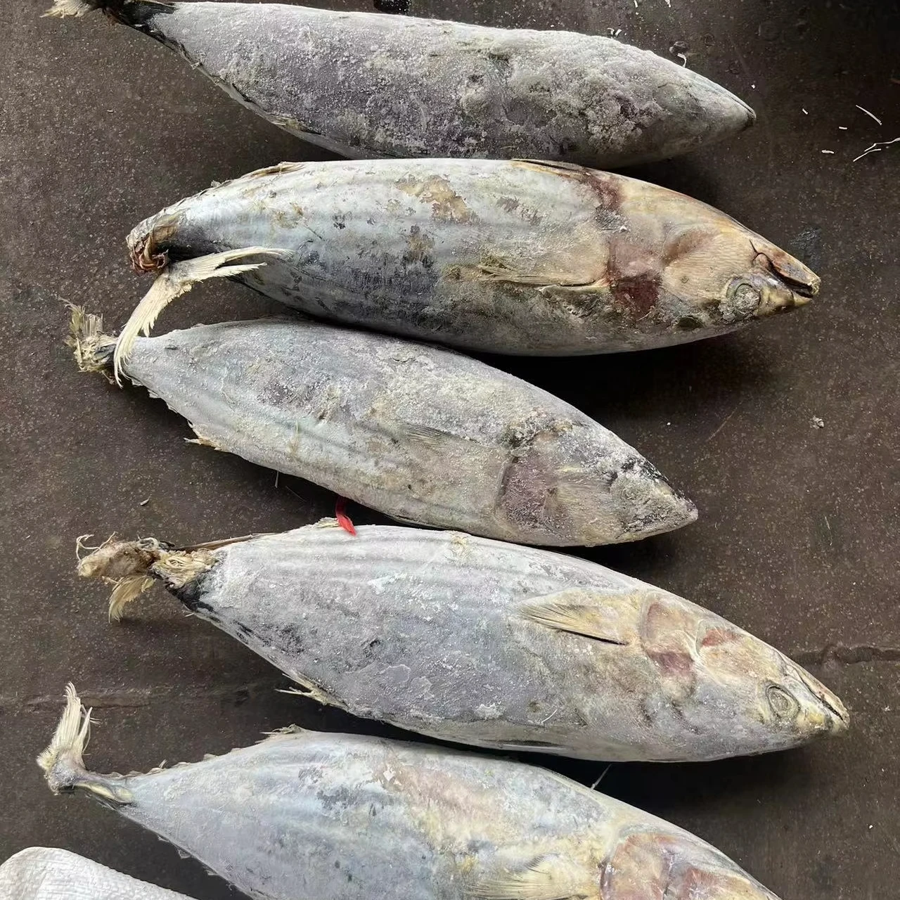 Tuna Fish Frozen Eleotridae Skipjack Whole Round Skip