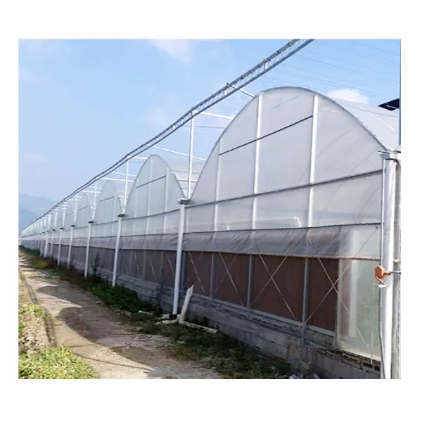 
Agricultural lettuce greens hydroponic system plastic film Multi-Span Greenhouse 