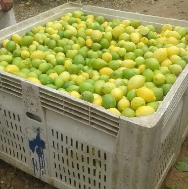 Lemon Fruit/Yellow Lemon/Green Lemon