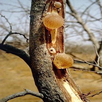 
Natural plant gum Arabic gum for sale 