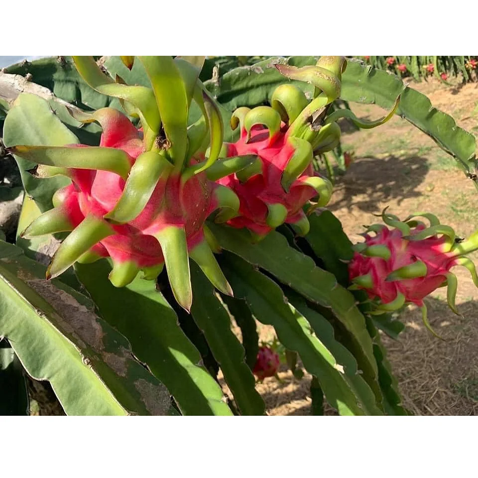 
Vietnamese 100% Fresh Dragon Fruit/ Good Red Dragon 