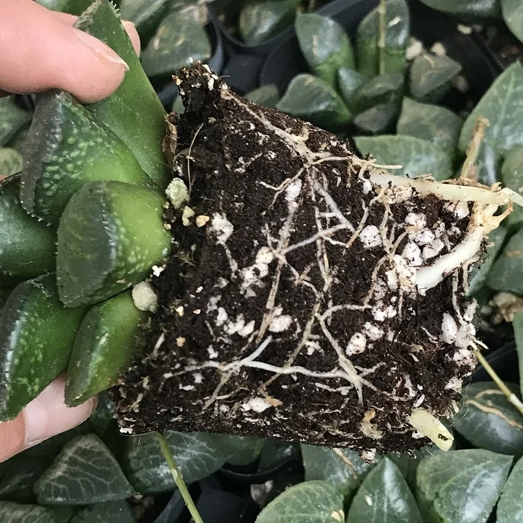 
succulents wholesale live natural indoor haworthia succulent plant 