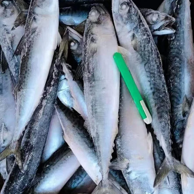 Заводской изготовитель IQF Тихоокеанская скумбрия морепродукты гигантская дикая природы для японской кухни бренд Senwang