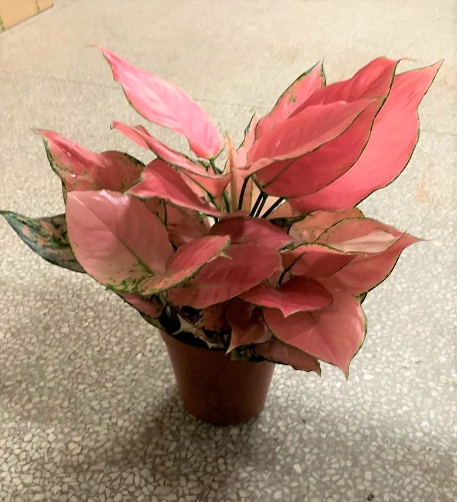 wholesale Aglaonema Auspicious red ornamental plant