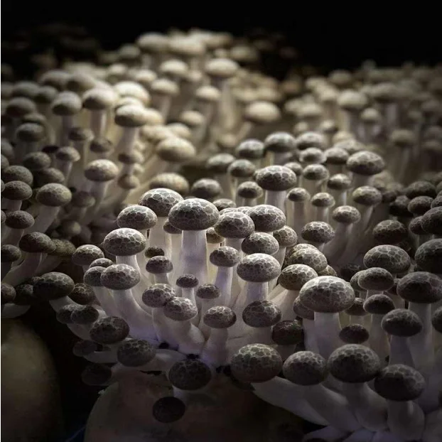 
Top Sale China Agricultural Product Shimeji Mushrooms Edible Mottled Fungi for Marketplace 