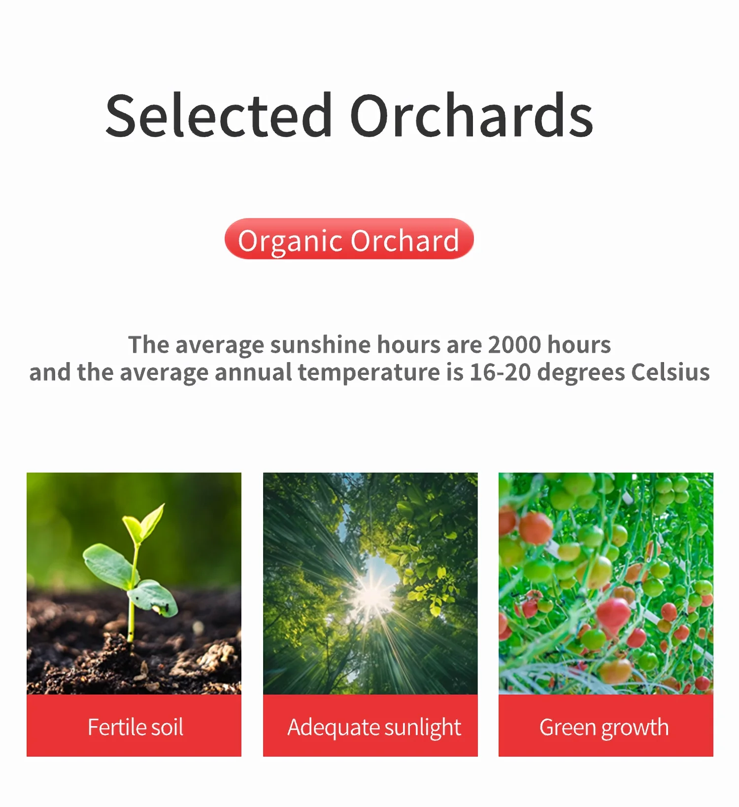 ketchup tomato paste Private Label Accepted Halal Wholesale Bulk Tomato Ketchup Sauce