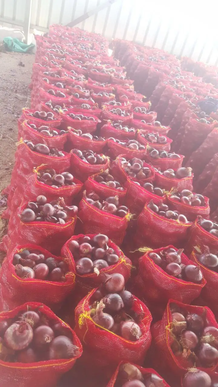 Египетский свежий овощ, свежий лук, оптовый продавец овощей на экспорт