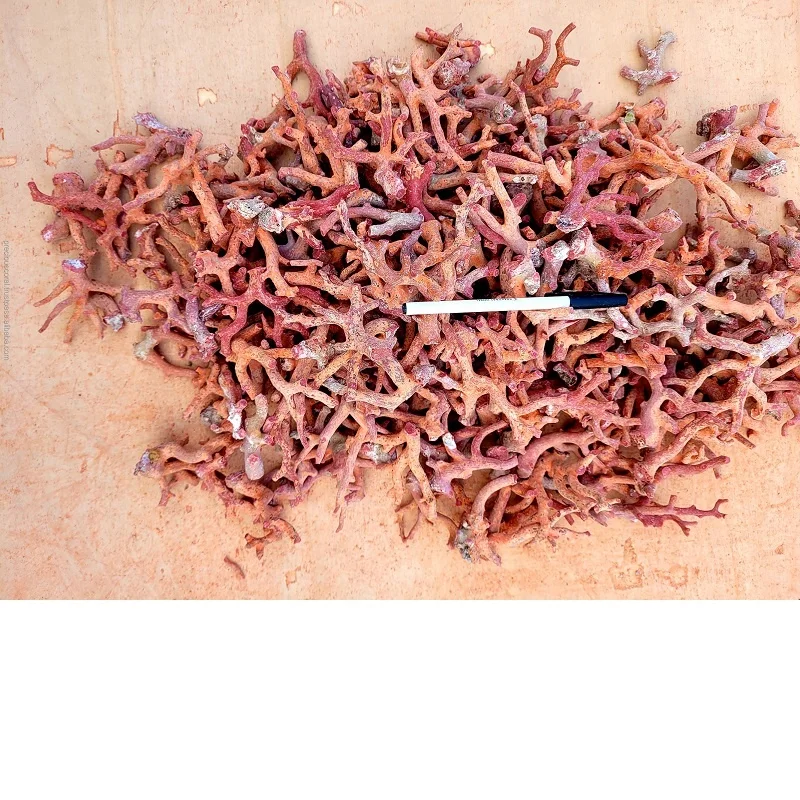 RED ITALIAN CORAL LARGE NATURAL ROUGH BRANCHES Loose Gemstone for making Jewelry