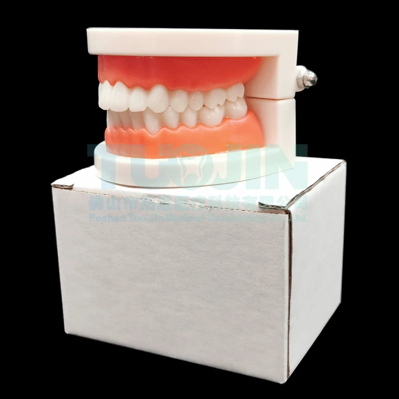 Dental Model Teeth Teaching Model Plastic Teeth Model For Dentist Dental Students Studying Education Display